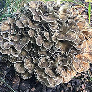 Maitake (1).jpg